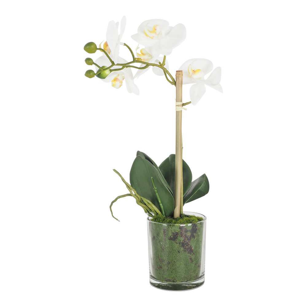 Sunshine Phalaenopsis Spray×1 Glass Vase 35Cm by Early Settler Style