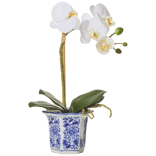 38cm Faux Butterfly Orchid with Chinoiserie Pot by Temple & ster
