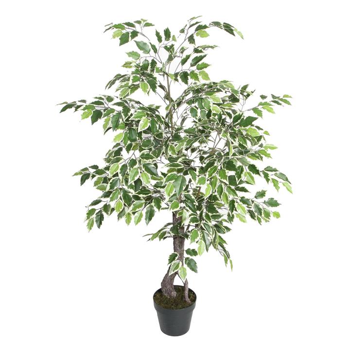 Variegated Ficus in Pot (Artificial) in Green by Artisan Homewares by
