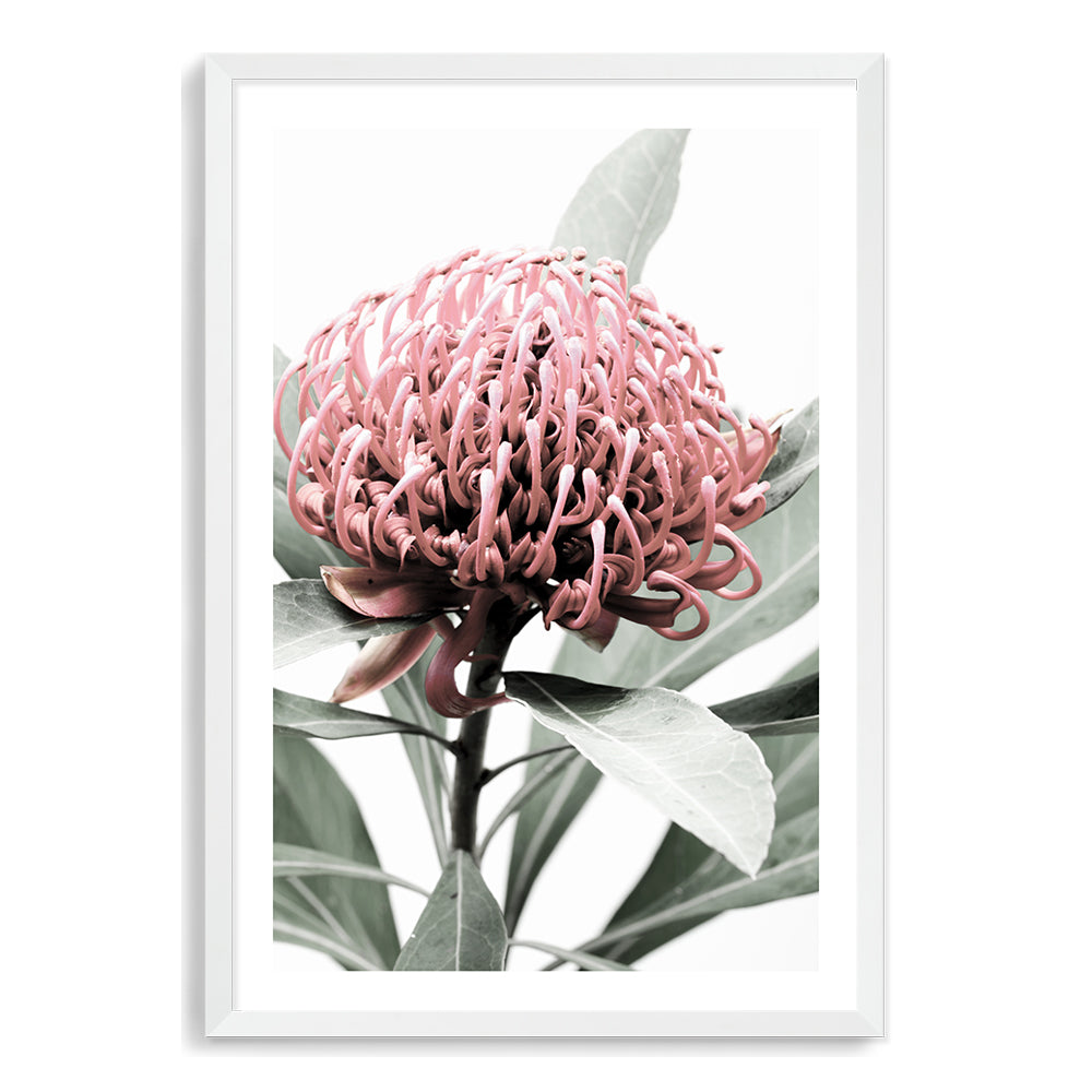 Australian Native Waratah Flower A Wall Art Print or Canvas by