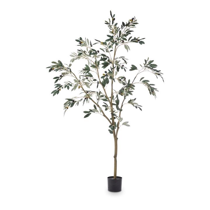 Adairs Potted Olive Olive tree 150cm Green Green by Adairs Style