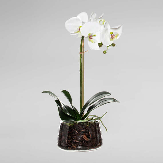 ORCHID Glass Pot Arrangement White by Freedom by Freedom Style Sourcebook
