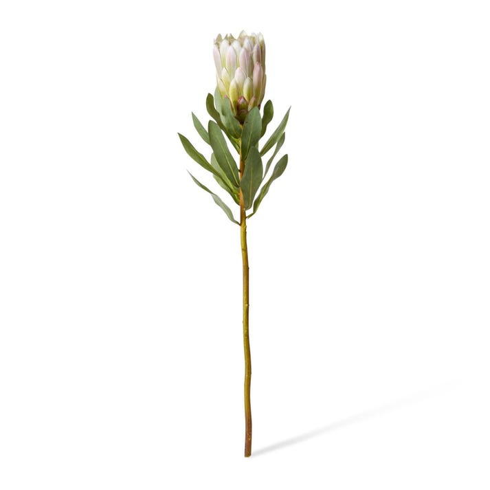 Protea Grand Stem 10 x 10 x 65cm by Elme Living Style Sourcebook