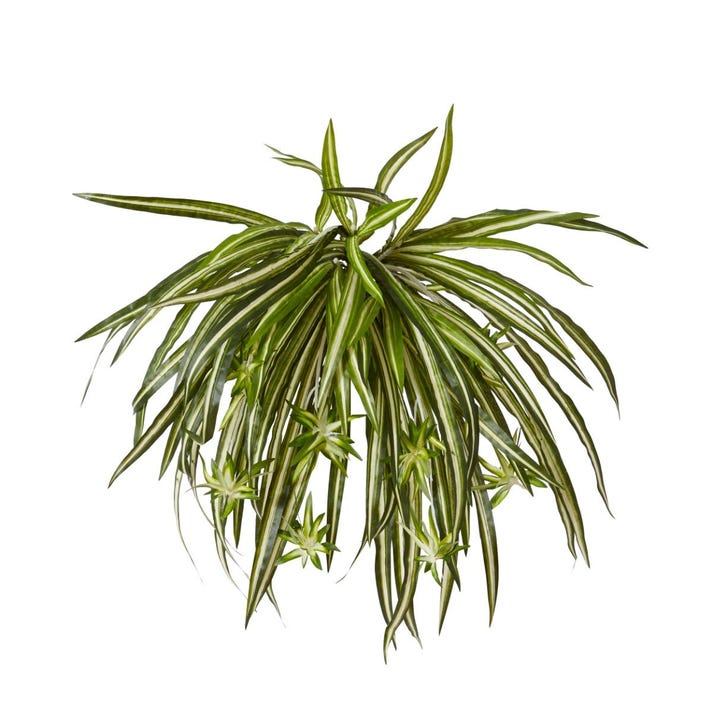 Spider Plant 35 x 35 x 48cm by Elme Living Style Sourcebook